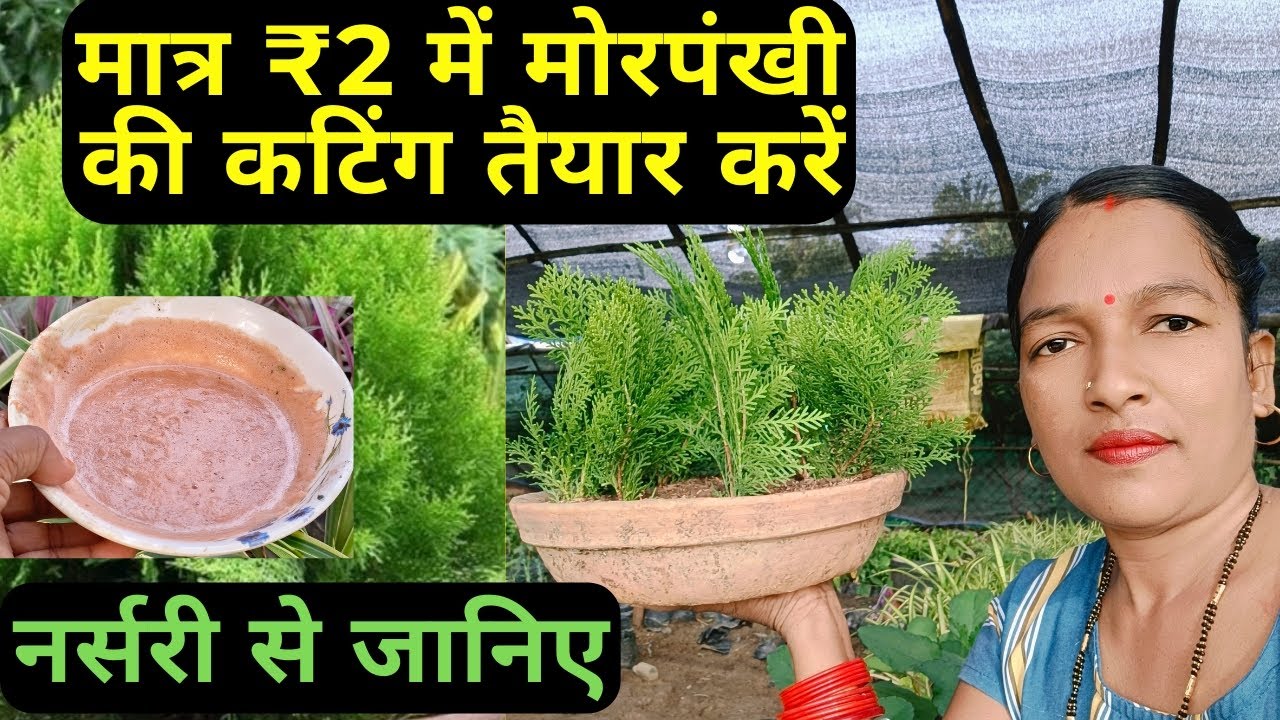 मात्र 2 रुपए में मोरपंखी की कटिंग तैयार करें। नर्सरी से जानिए। propagate thuja/jau from cutting.