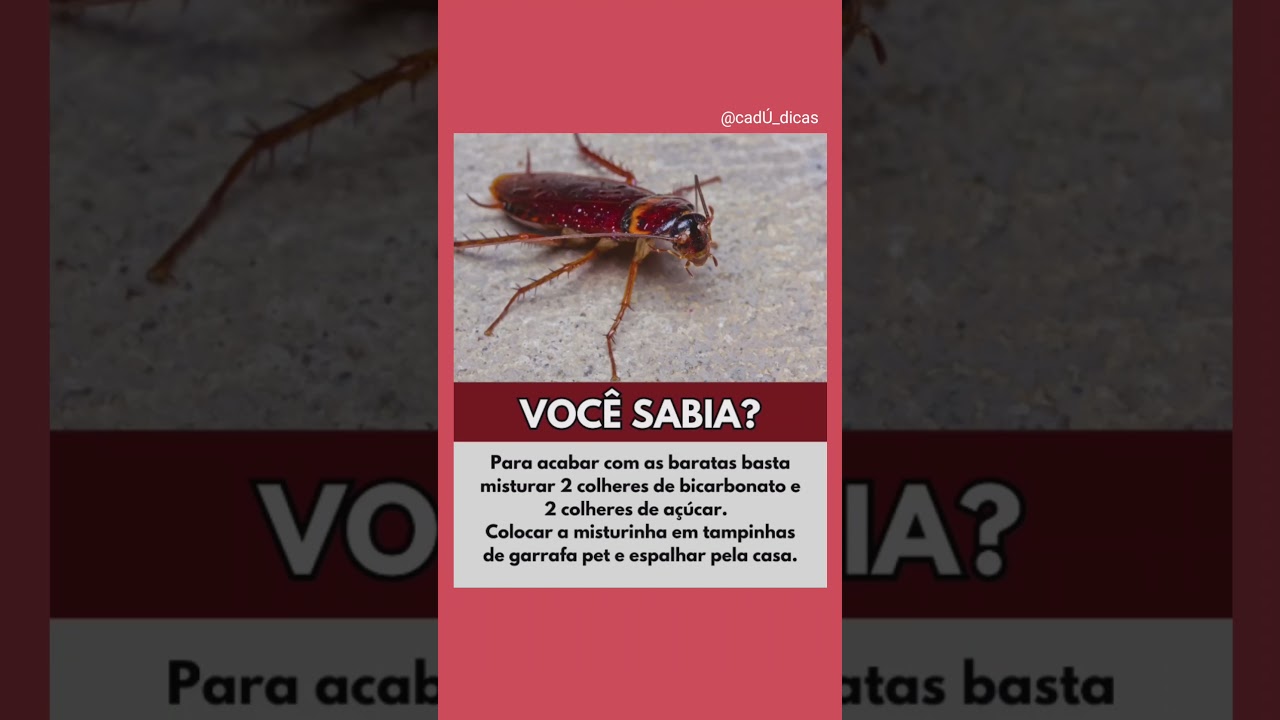 🪳 COMO ELIMINAR BARATAS DE FORMA SIMPLES E CASEIRA!