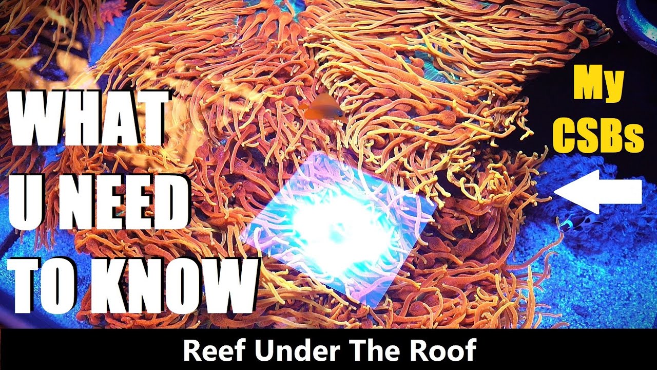 Learn EVERYTHING about Bubble Tip Anemone Husbandry in under 15min.