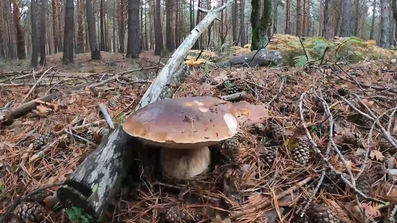 Boletus Pinicola y Edulis 🍂 Niscalos 🍂 Lenguas de Vaca 🌲 Capuchinas 👀 octubre 2024