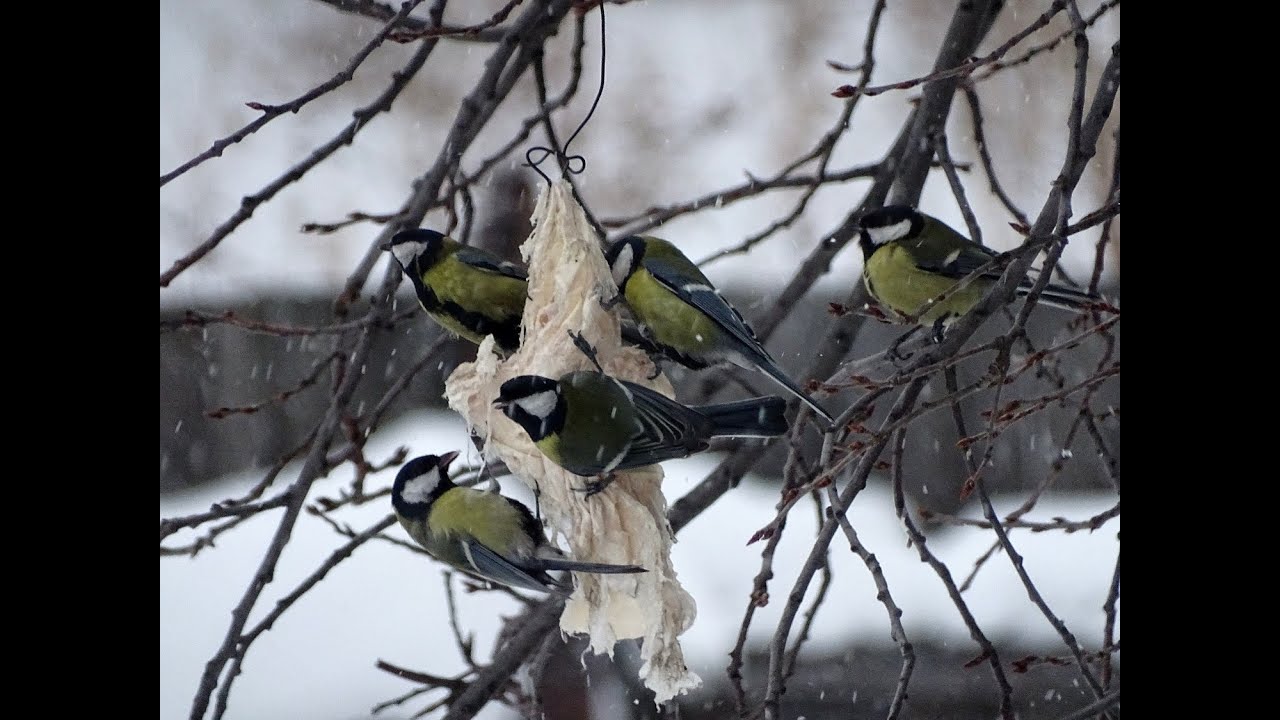 Кормление больших синиц 🐦Great tits feeding 19.12.2025