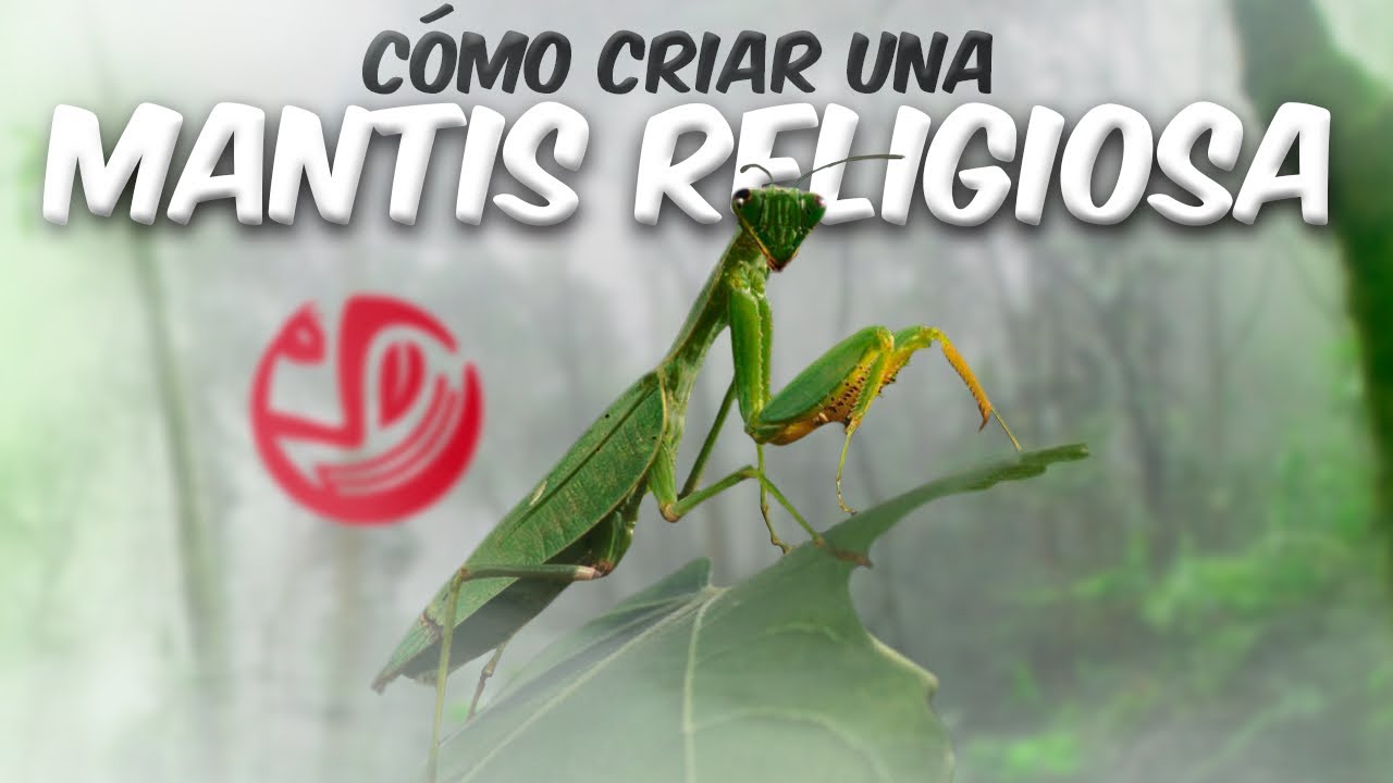 C&oacute;mo criar una Mantis Religiosa l Artrotheca