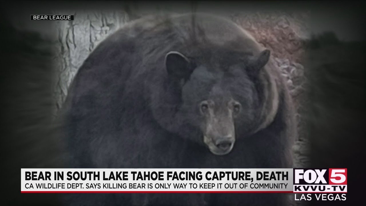 Bear in South Lake Tahoe faces capture, death
