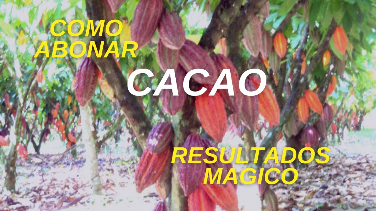 Como abonar mi cacao resultados mágico.