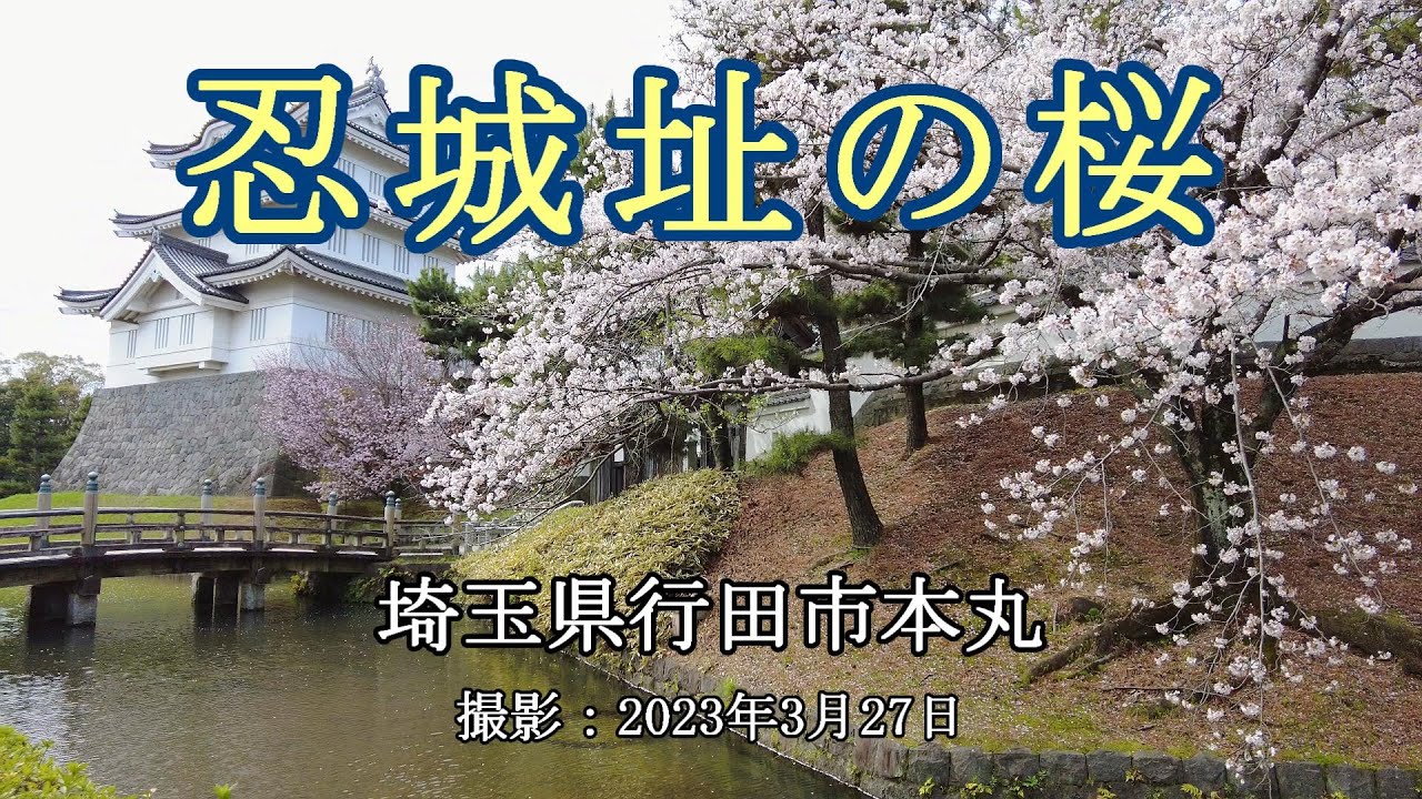忍城址の桜 [4K] Cherry blossoms at Oshi Castle Ruins