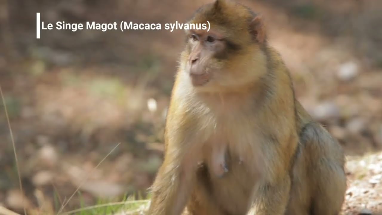 Géoparc Chefchaouen  au  Maroc / Journée géodiversité, 6 octobre 2022