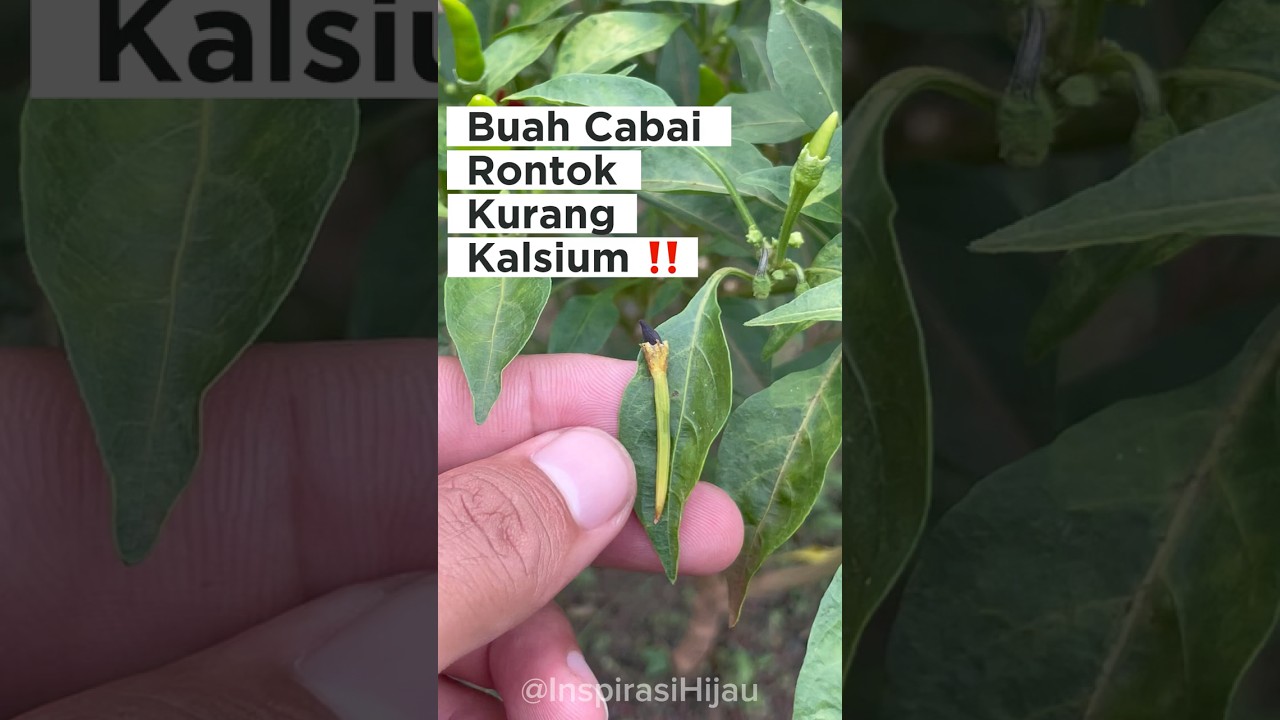 ⚠️ Buah Cabai Busuk dari Ujung? Ini Tanda Kekurangan Kalsium!