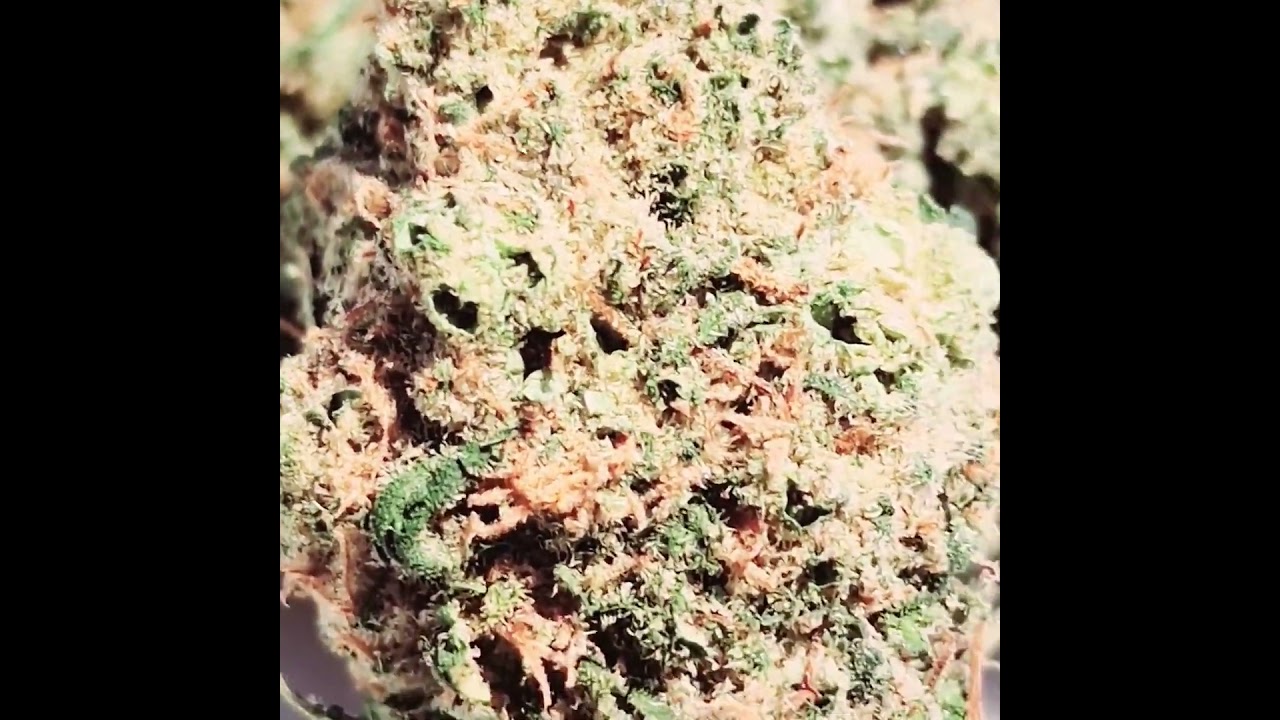 Colombian Gold CBD Bl&uuml;ten Indoor - vaporspirit.ch