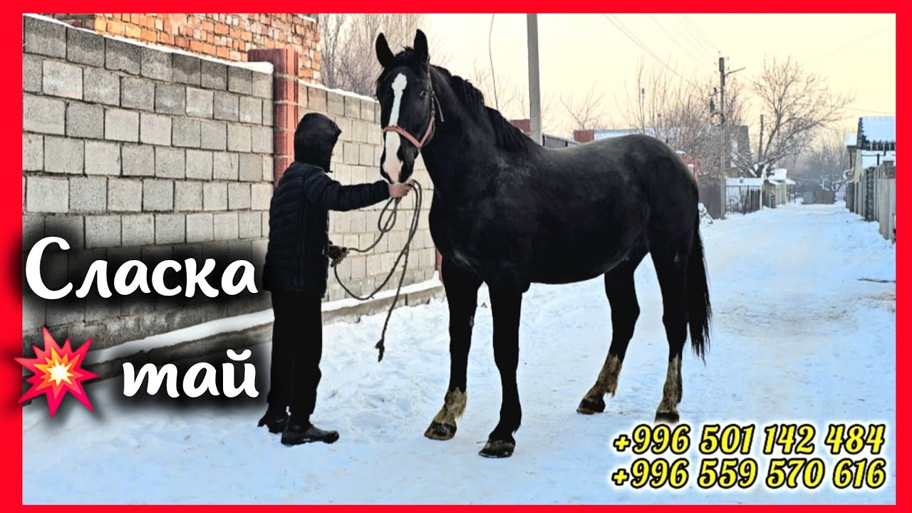 ЖАЗГА КУНАН 💥 Сласка  чыкты. 