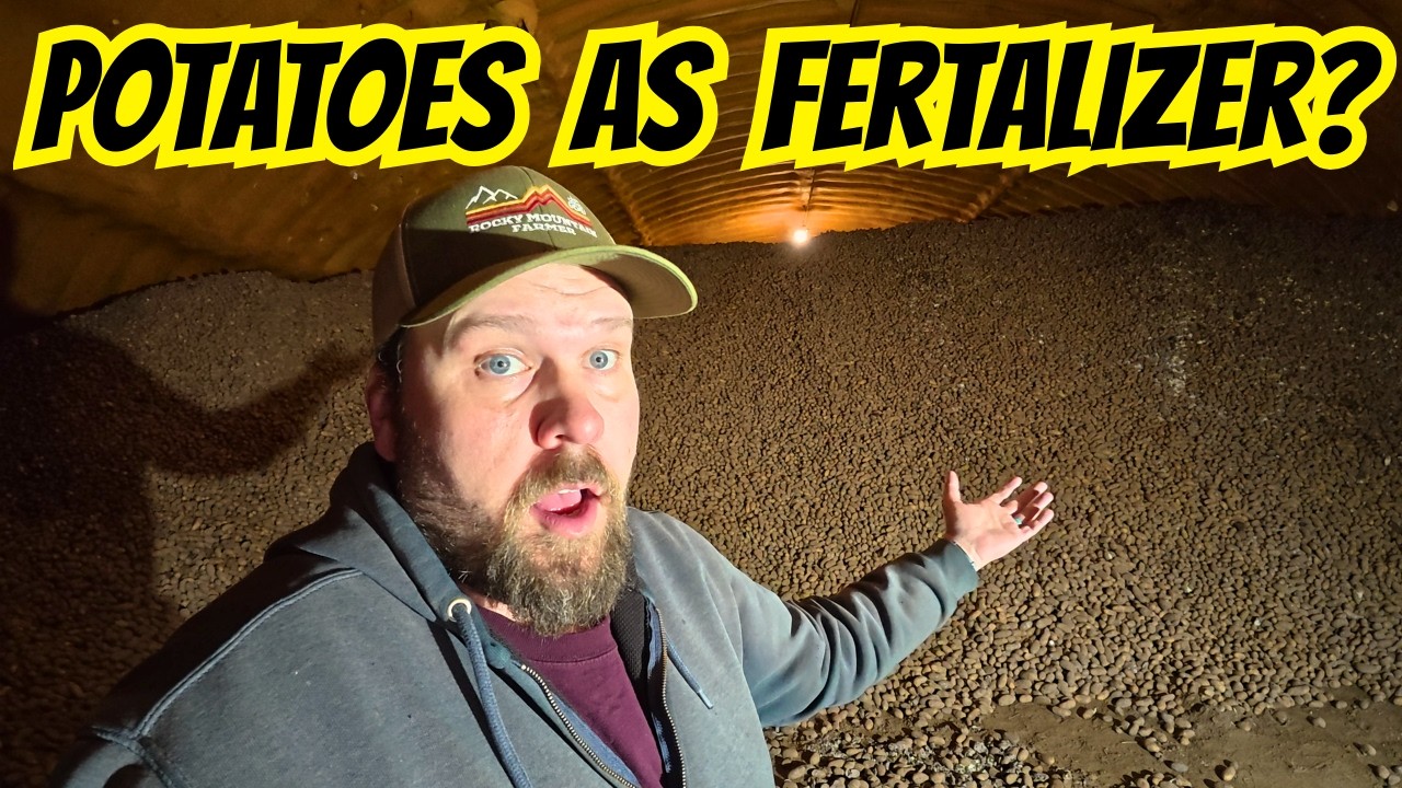 Potatoes Are Worth More As Fertilizer!