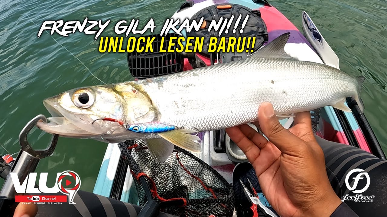 FRENZY Strike SELEPAS RIBUT!!  - #VLUQ430 - Kayak Fishing Malaysia
