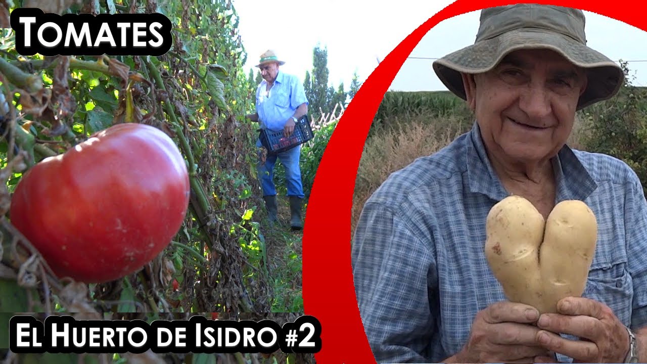 El huerto de Isidro #2. Tomates