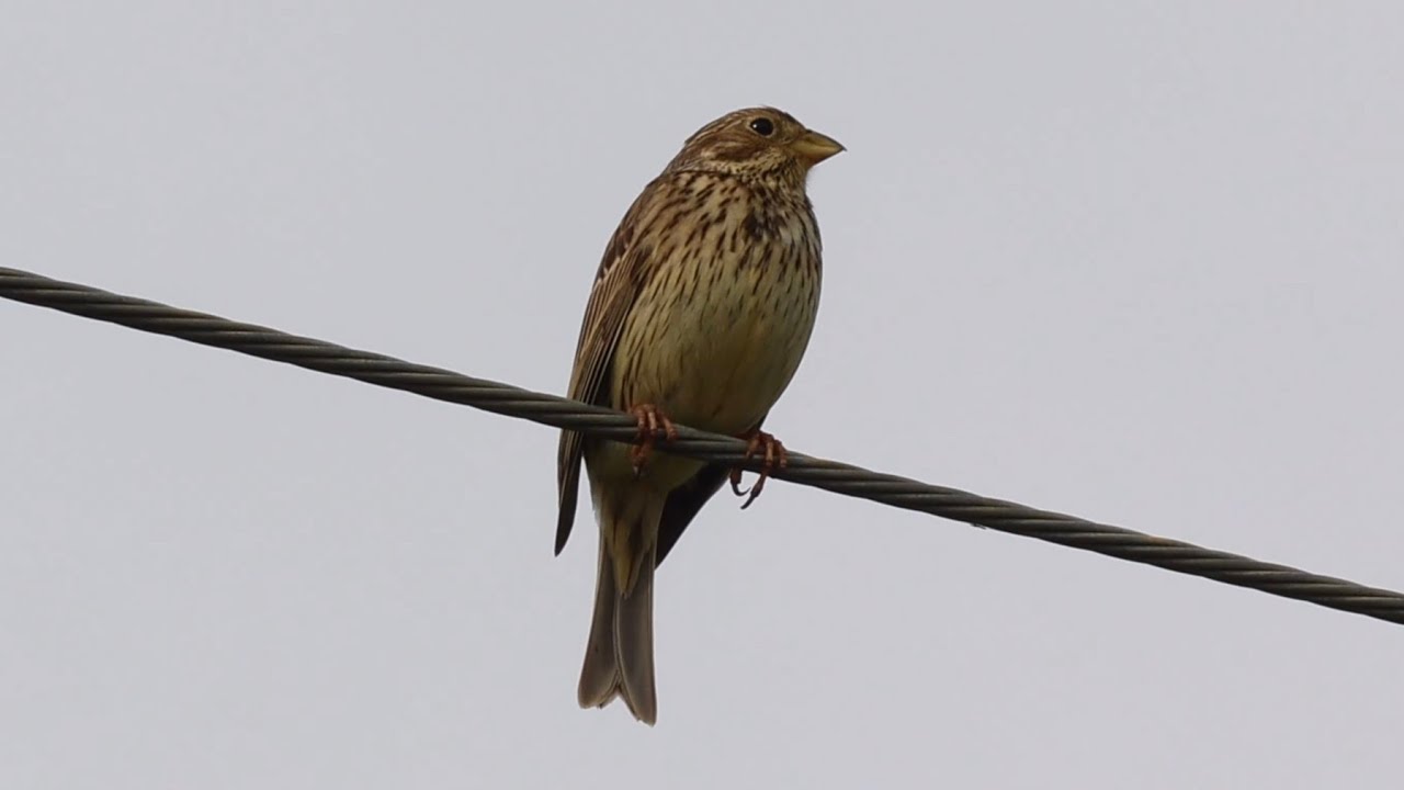 Campos de cultivo y sus aves. Cigüeña. Aguilucho. Milano. Cernícalo. Paloma torcaz. 4K