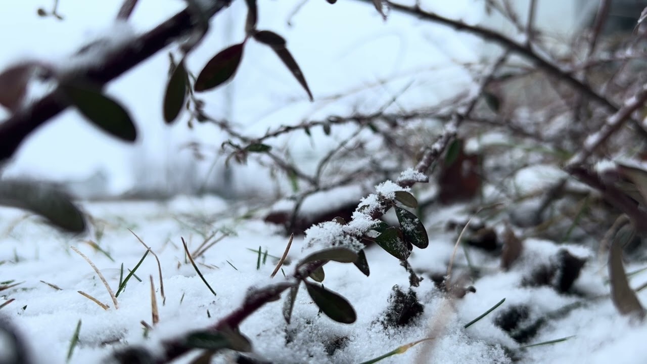 Soft Snow Falling on Grass – White Noise for Relaxation