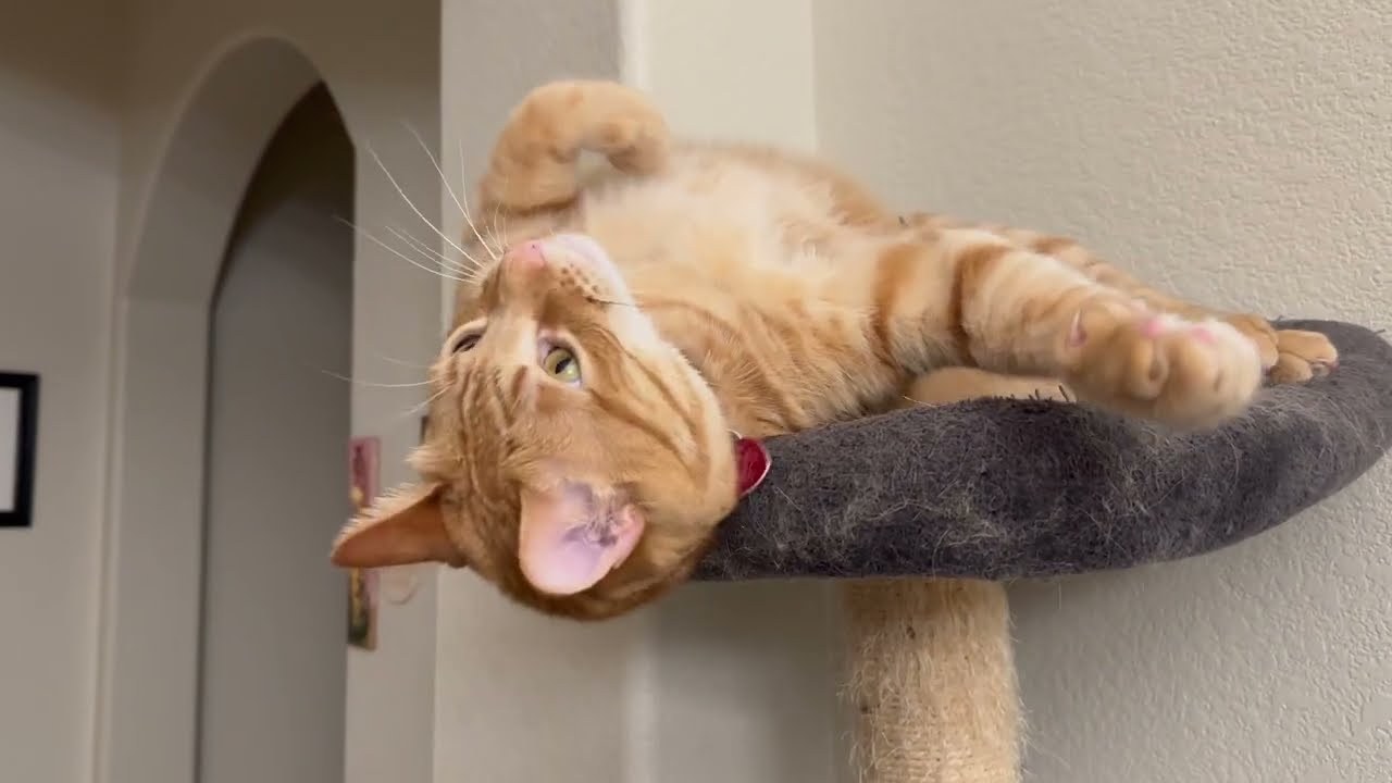 Relaxing Evening with Ginger: The PERFECT Combo of Fun and Sleep