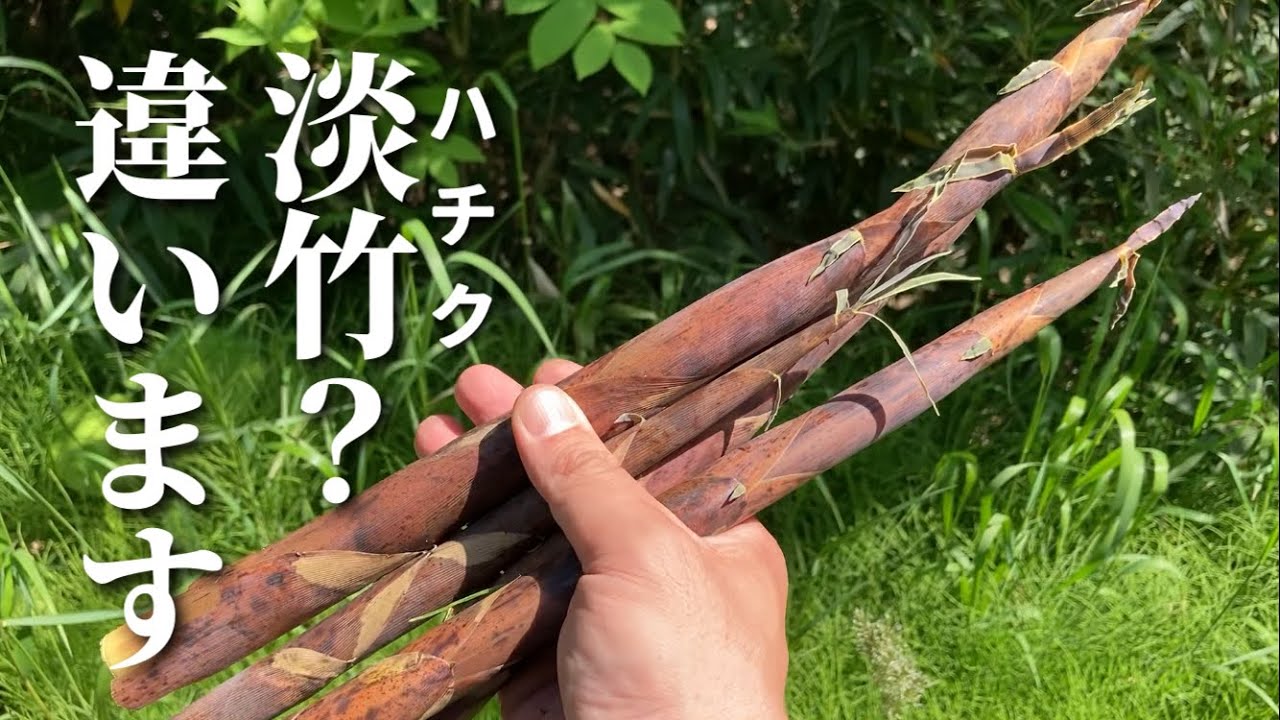 河原のタケノコ布袋竹(ホテイチク)は淡竹より美味い？食べ比べしてみた
