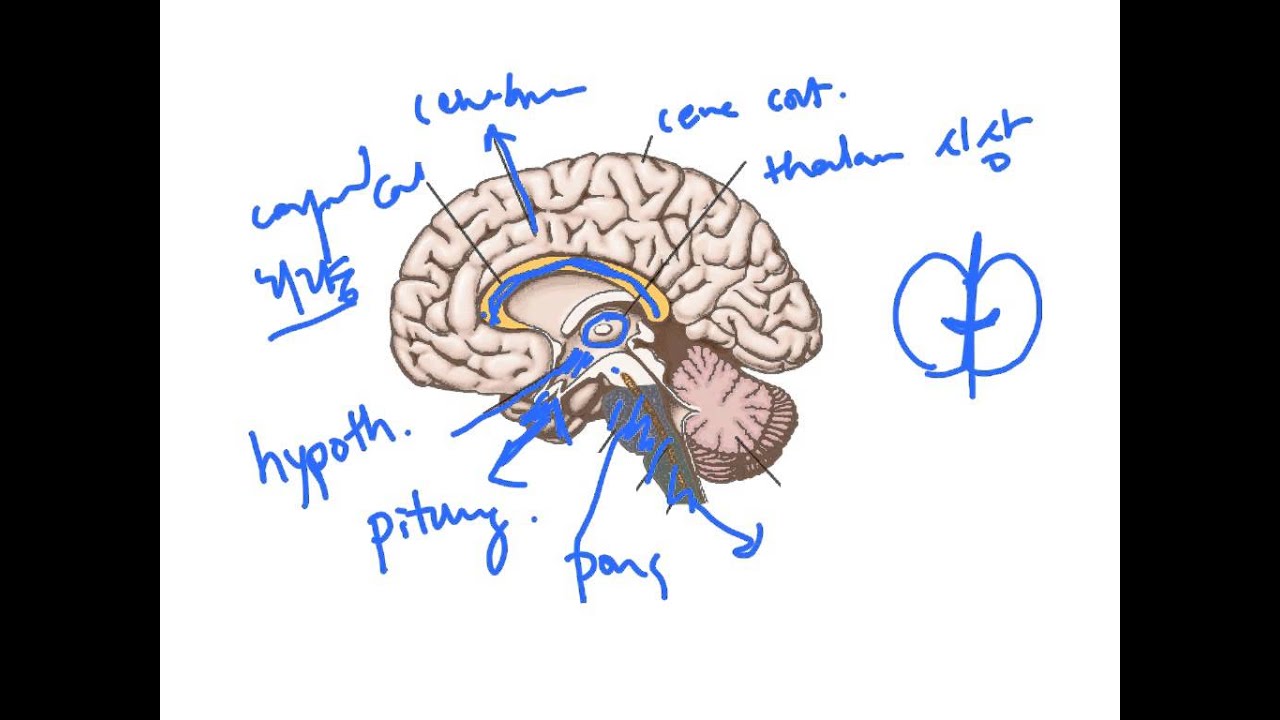 간뇌 diencephalon 대뇌 신경계