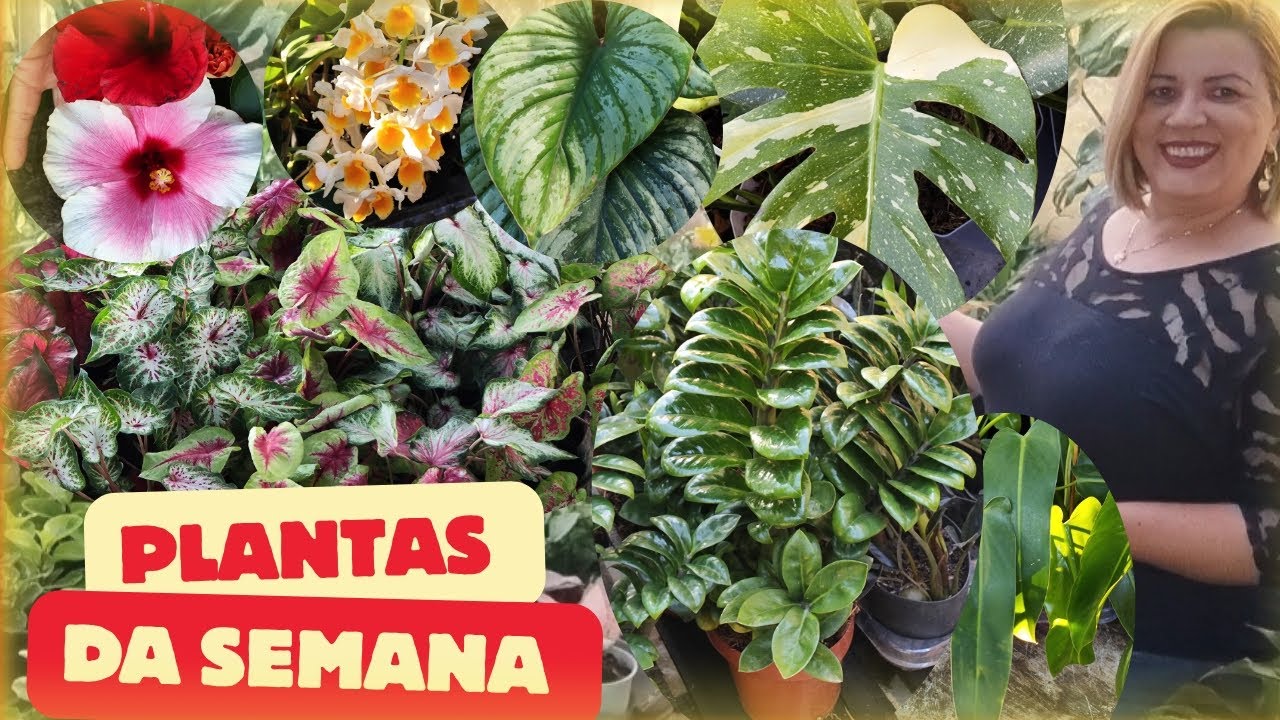 Só tem plantas lindas no vídeo de hoje 😍 quero todas também 🤣