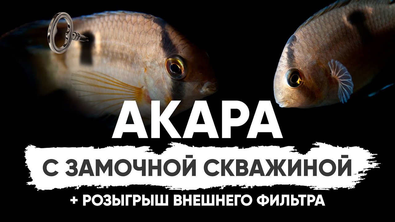 Цихлида с замочной скважиной - Акара Марони