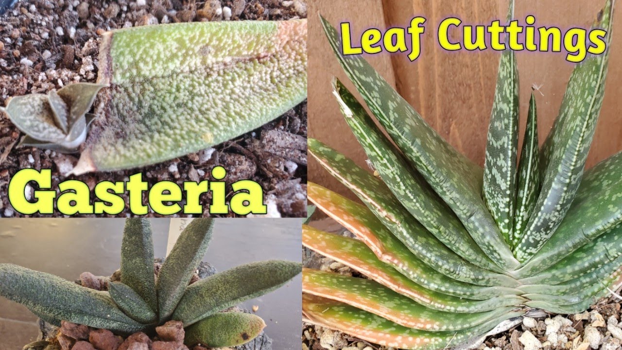 Gasteria, How to grow from leaf Cuttings.