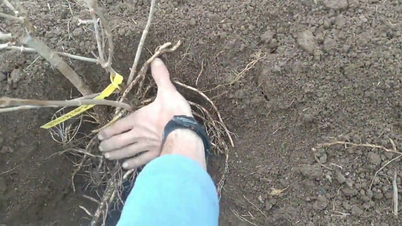 Heeling In Plants -- Simple and Easy!
