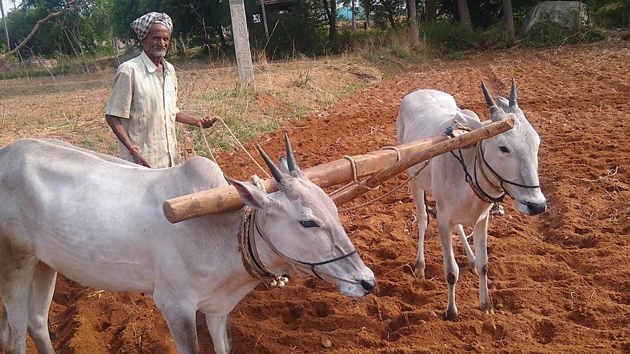 Senior Farmer Narsiappa ploughing field with Milk Teeth Hallikar Heifers  in Madawara, Kortegere Tq