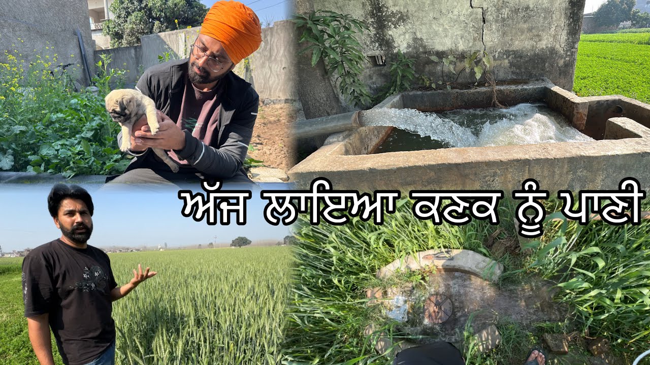 ਅੱਜ ਲਾਇਆ ਕਣਕ ਨੂੰ ਪਾਣੀ//ਪਿੰਡ ਵਾਲੀ ਮੋਟਰ ਤੇ//Mahal Preet Mahal