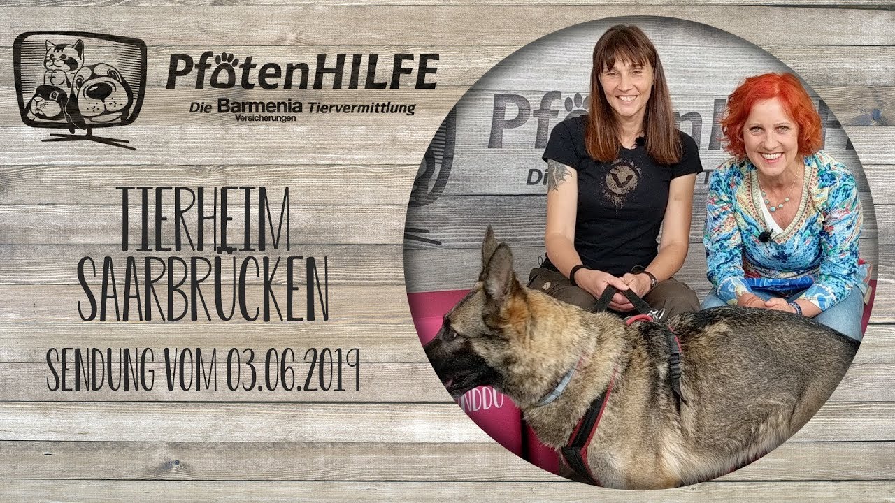 Pfotenhilfe - Die Barmenia Tiervermittlung 👉Tierheim Saarbrücken