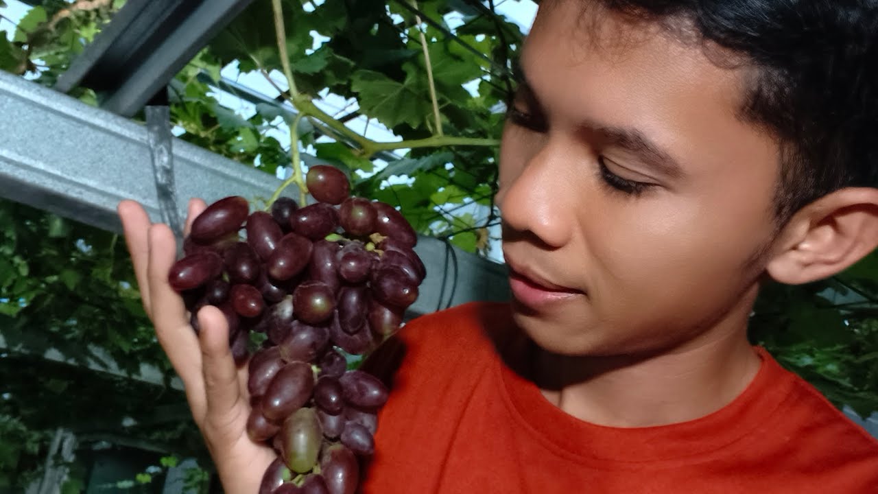 trik pembuahan pohon anggur impor di usia muda