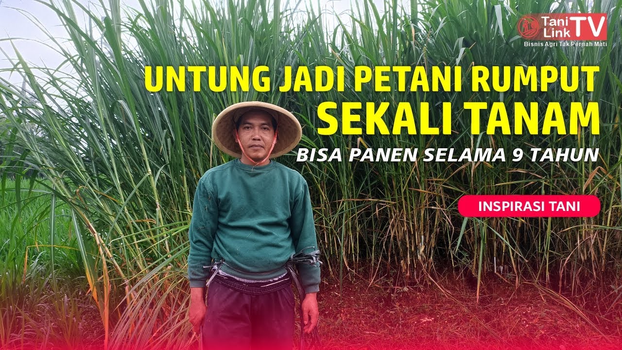 Untung Jutaan Tiap Bulan dari Budidaya Rumput Pakchong. 2 Kali Panen Sudah Bisa Balik Modal