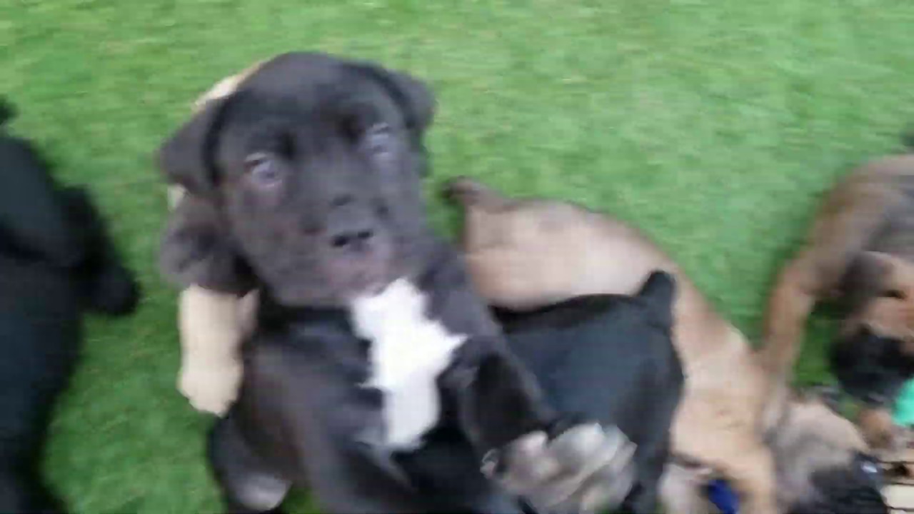 Cane Corso Puppies Playing