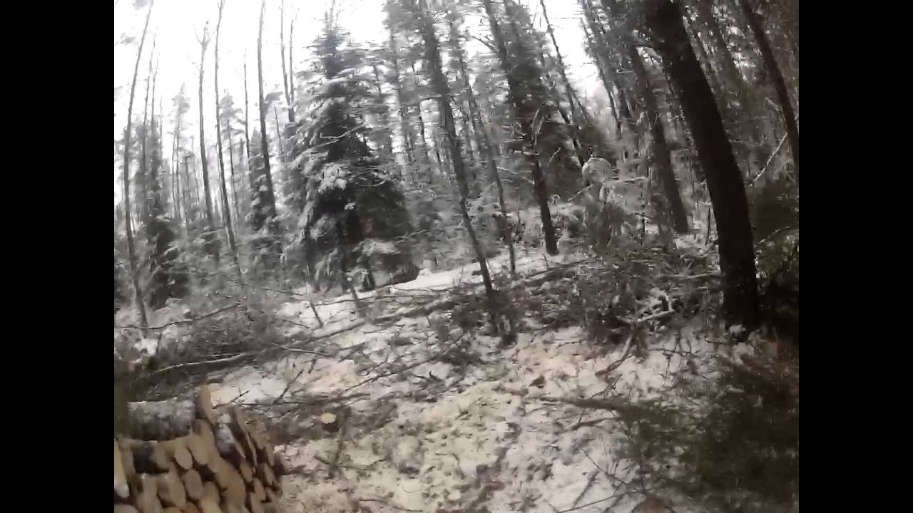 Pine tree thinning and cleaning