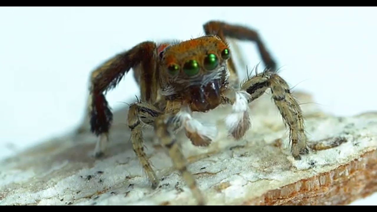 Jumping Spiders in SLOW MOTION!