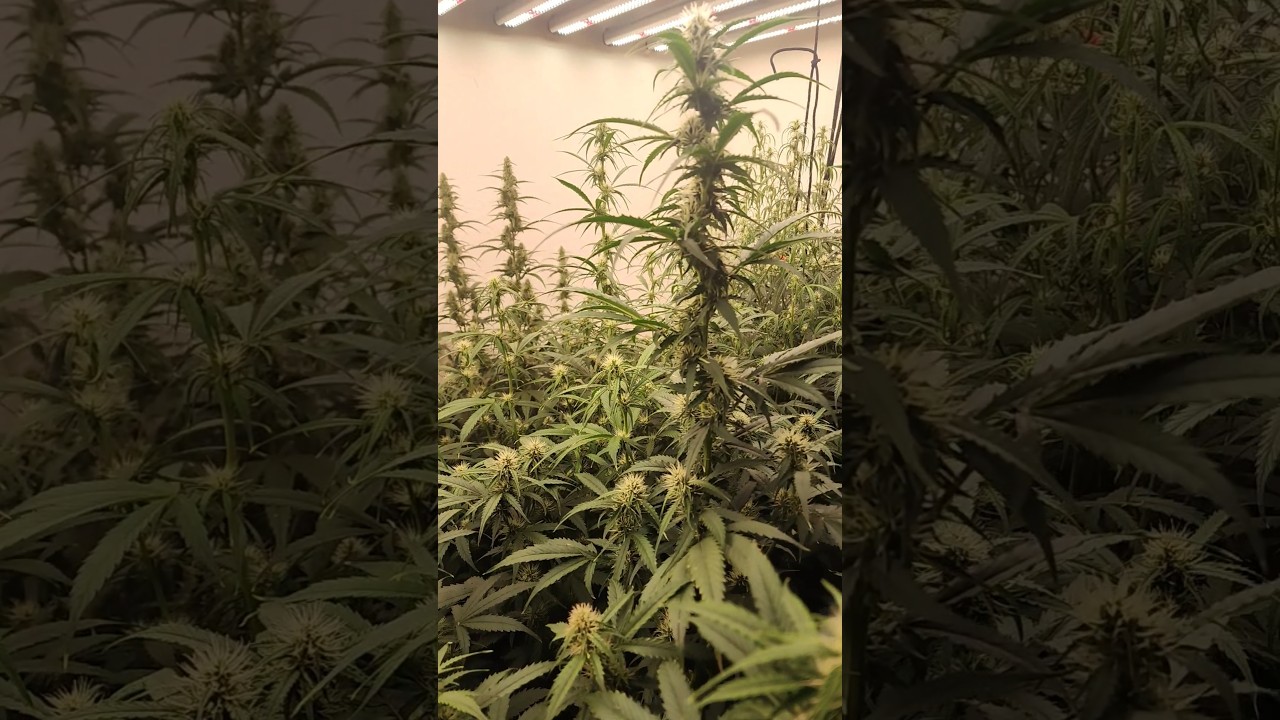 Auto Amnesia | Amnesia Haze Auto | Auto Blue Tooth Cake | Sugar Mama Auto