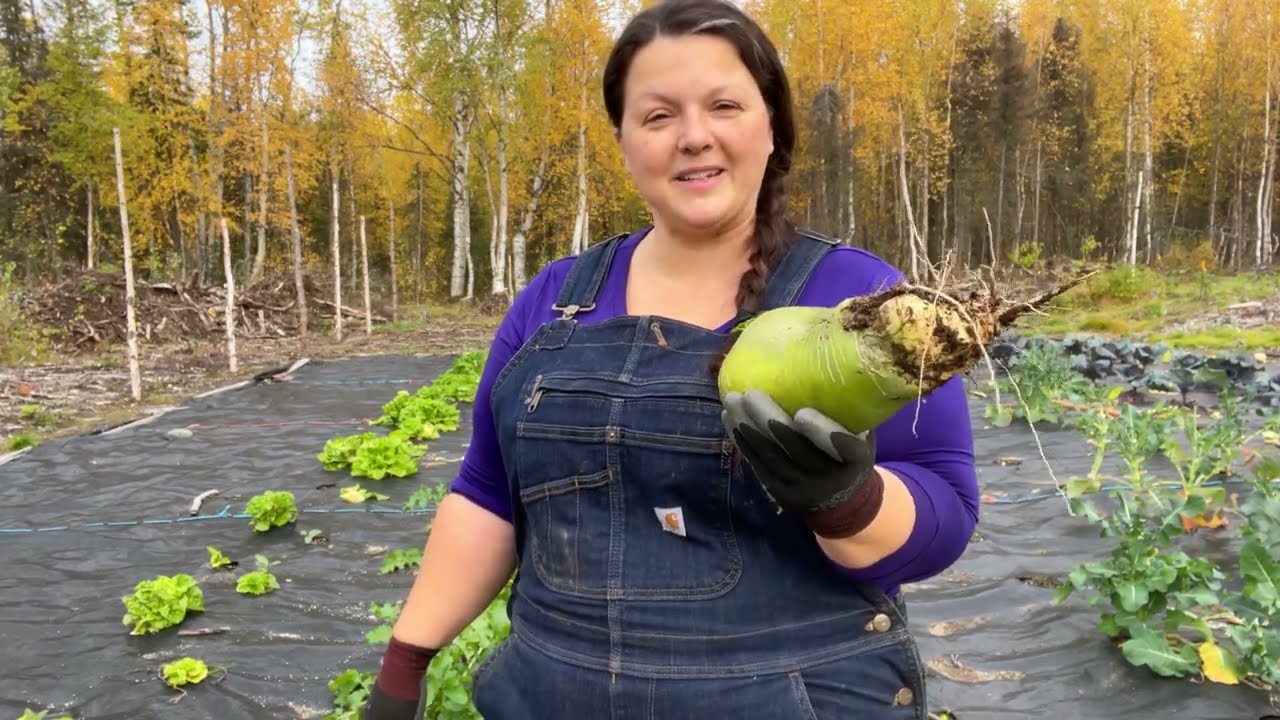 Alaska Homestead Life Get the garden harvested BEFORE ALASKA FREEZES