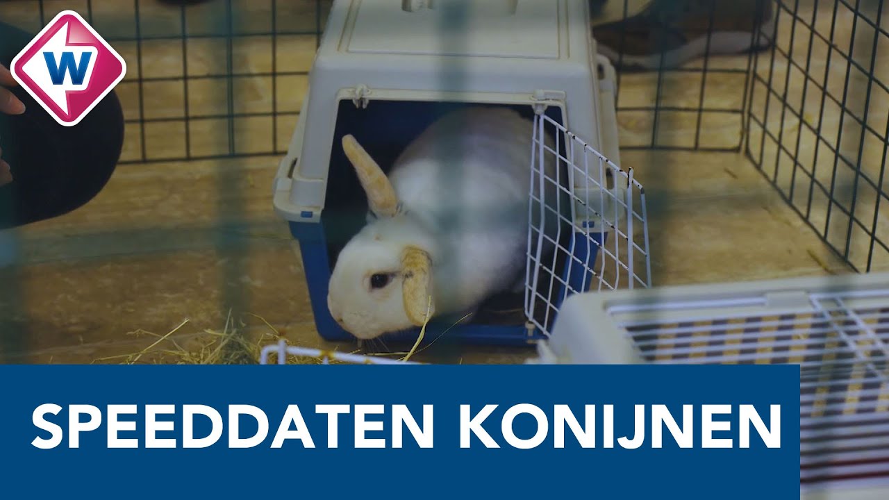 Speeddates voor konijnen in Het Knaaghof: 'Derk is klaar voor de date' - OMROEP WEST