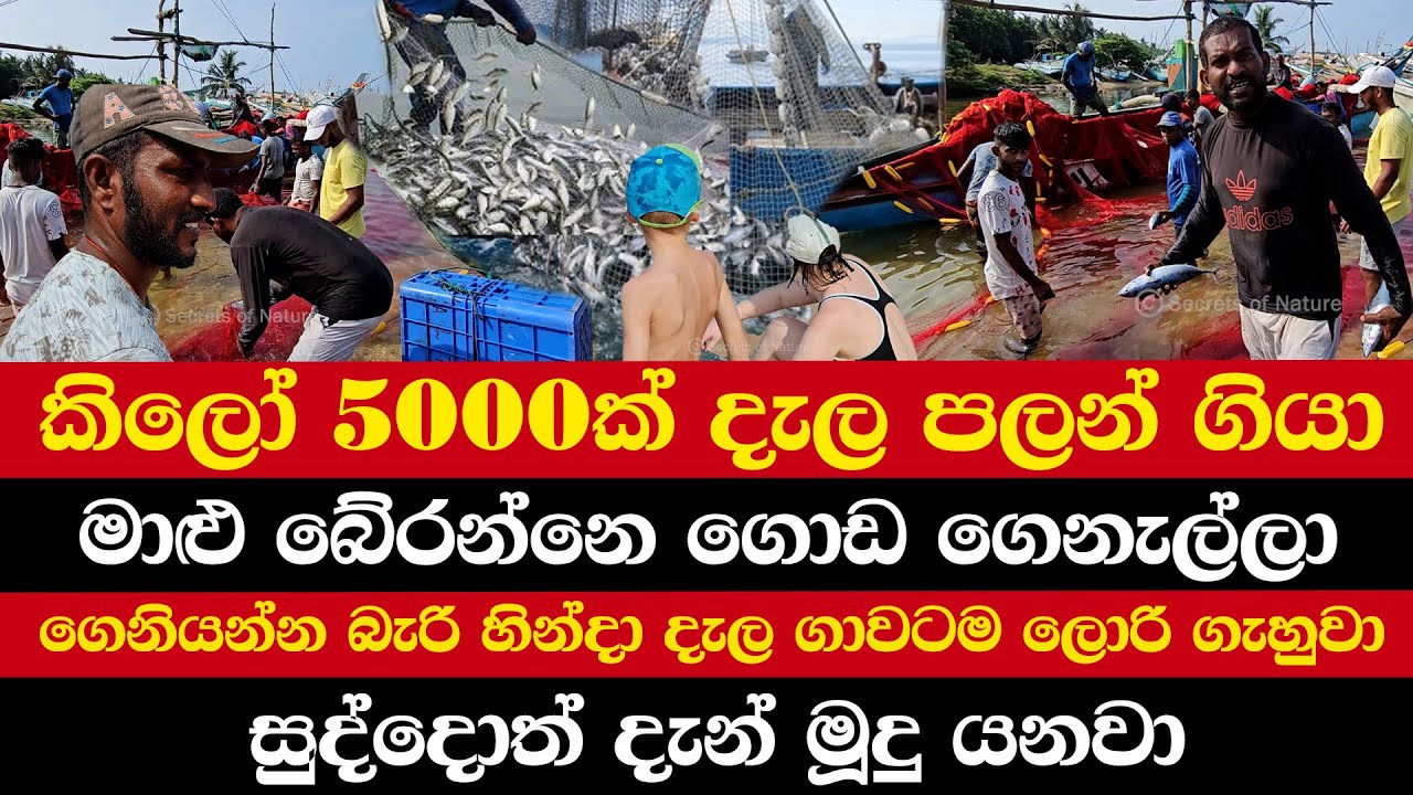 කිලෝ 5000ක් දැල පලන් ගියා | මාළු බේරන්නෙ ගොඩ ගෙනැල්ලා | ගෙනියන්න බැරි හින්දා දැල ගාවටම ලොරි ගැහුවා