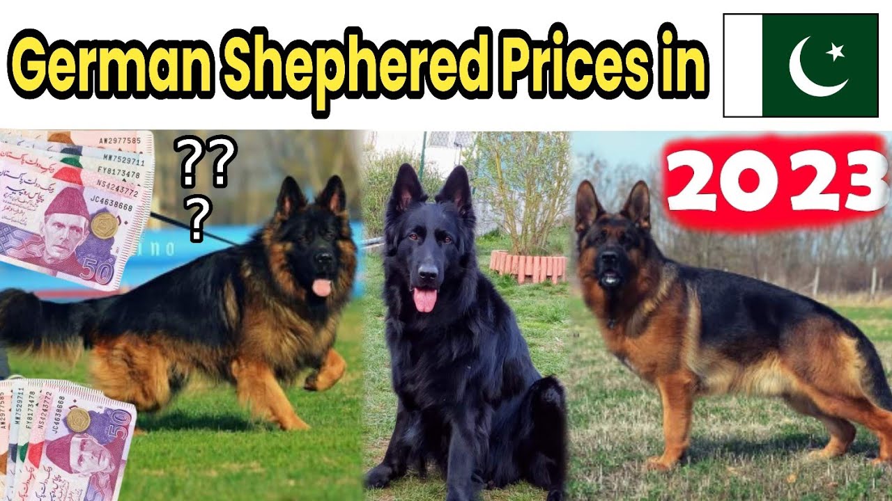 German shephered dog prices in Pakistan 2023 | Dogs Prices rate in 2023 |zeeshan pets lover