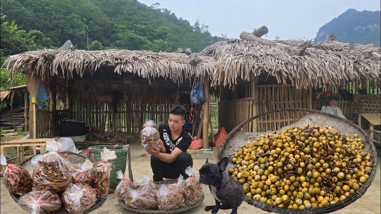 The orphan boy - Go into the deep forest to collect wild fruits to dry and sell dried bamboo shoots
