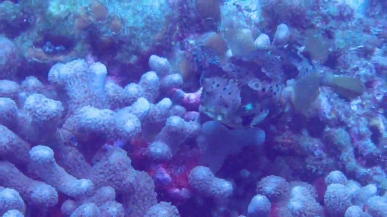 Superman's Flight Scuba St. Lucia Piton