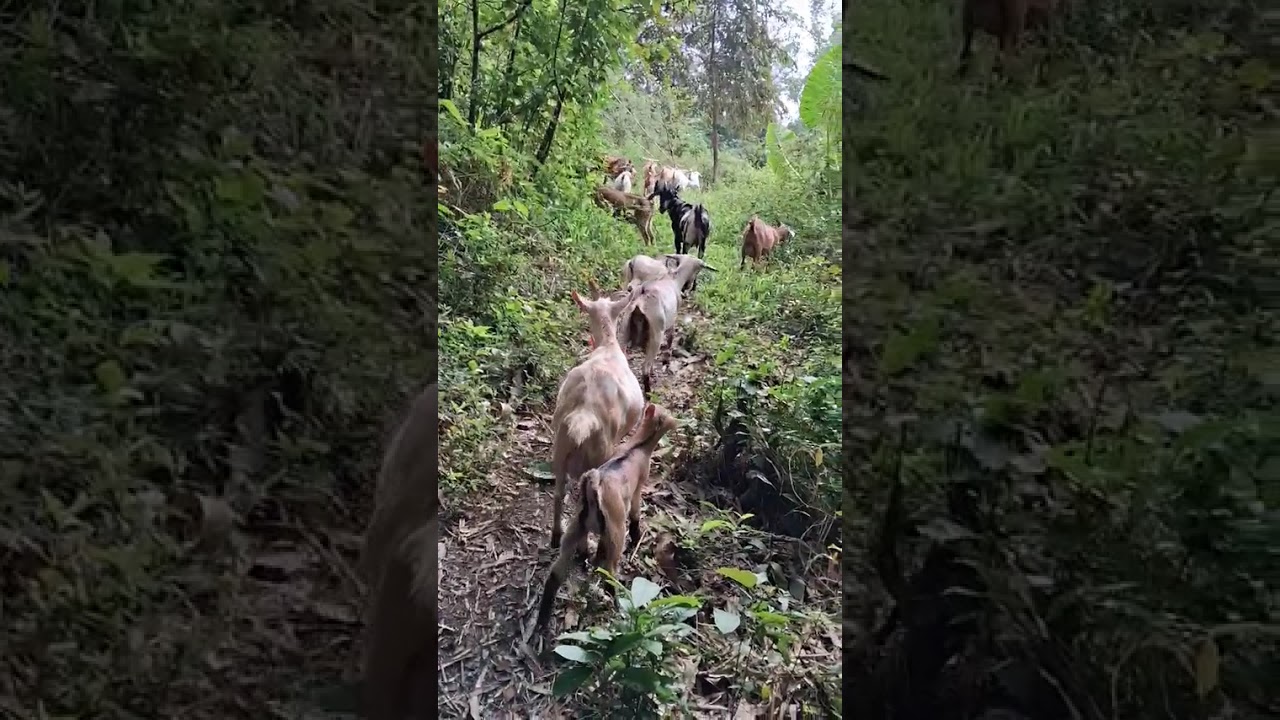 Daily Life of a Farmer (10)Pagsama sa mga Alaga q sa Pastolan