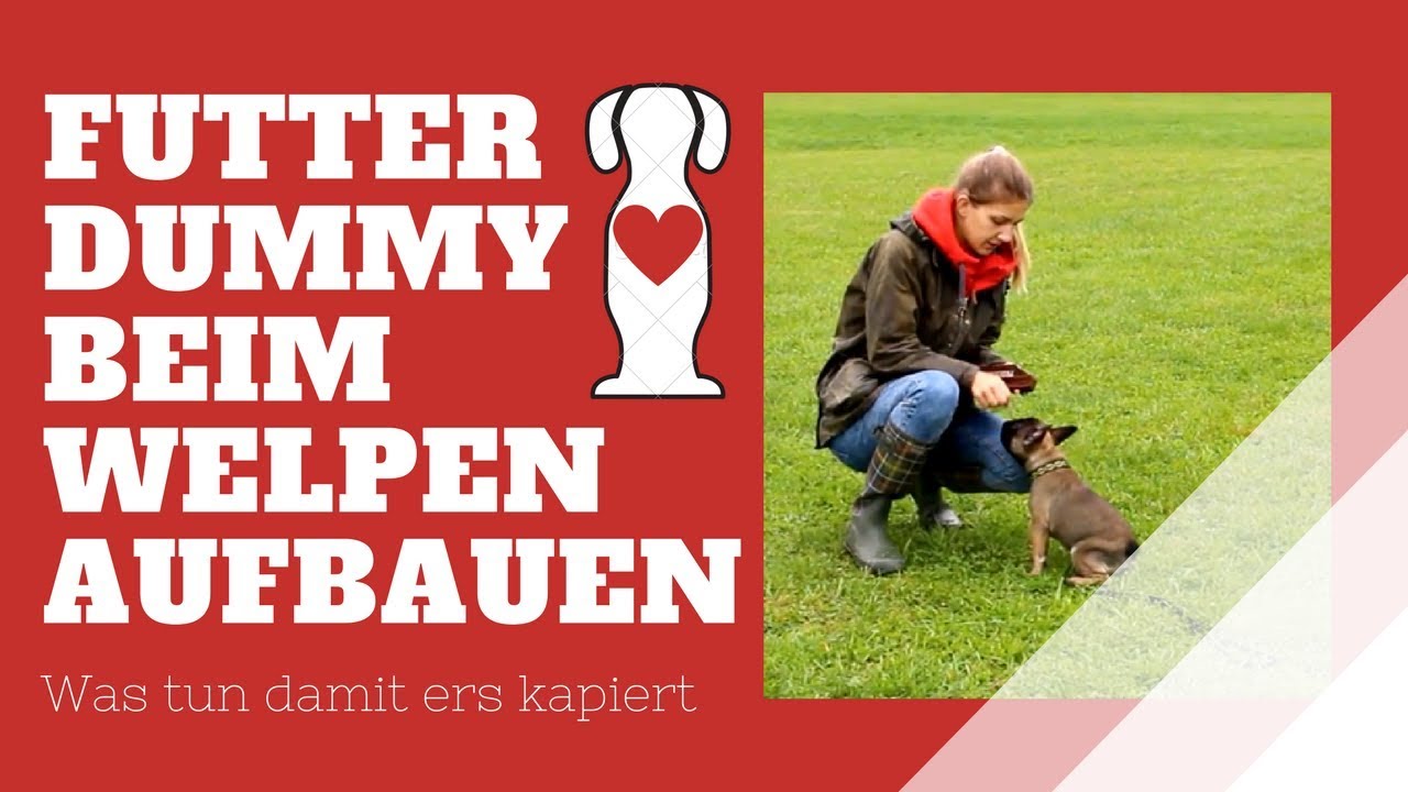 Futterdummy (beim Welpen) aufbauen
