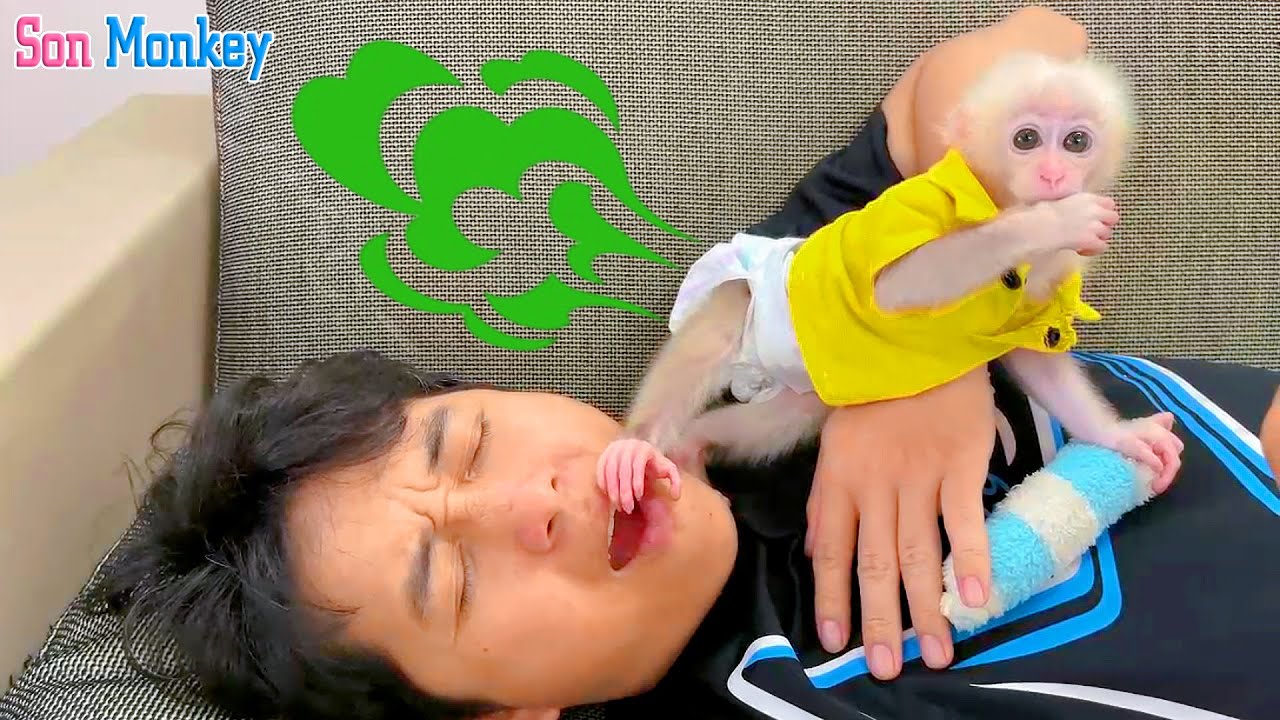 Why did the baby monkey poop on his dad's face ? - Son Monkey