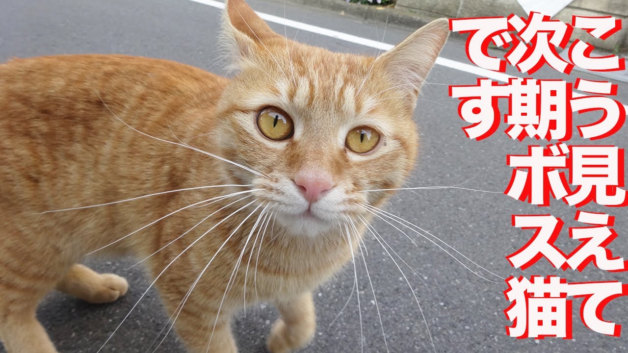 最強に人懐こい茶トラ猫、ボス猫修行をする The boss cat practice