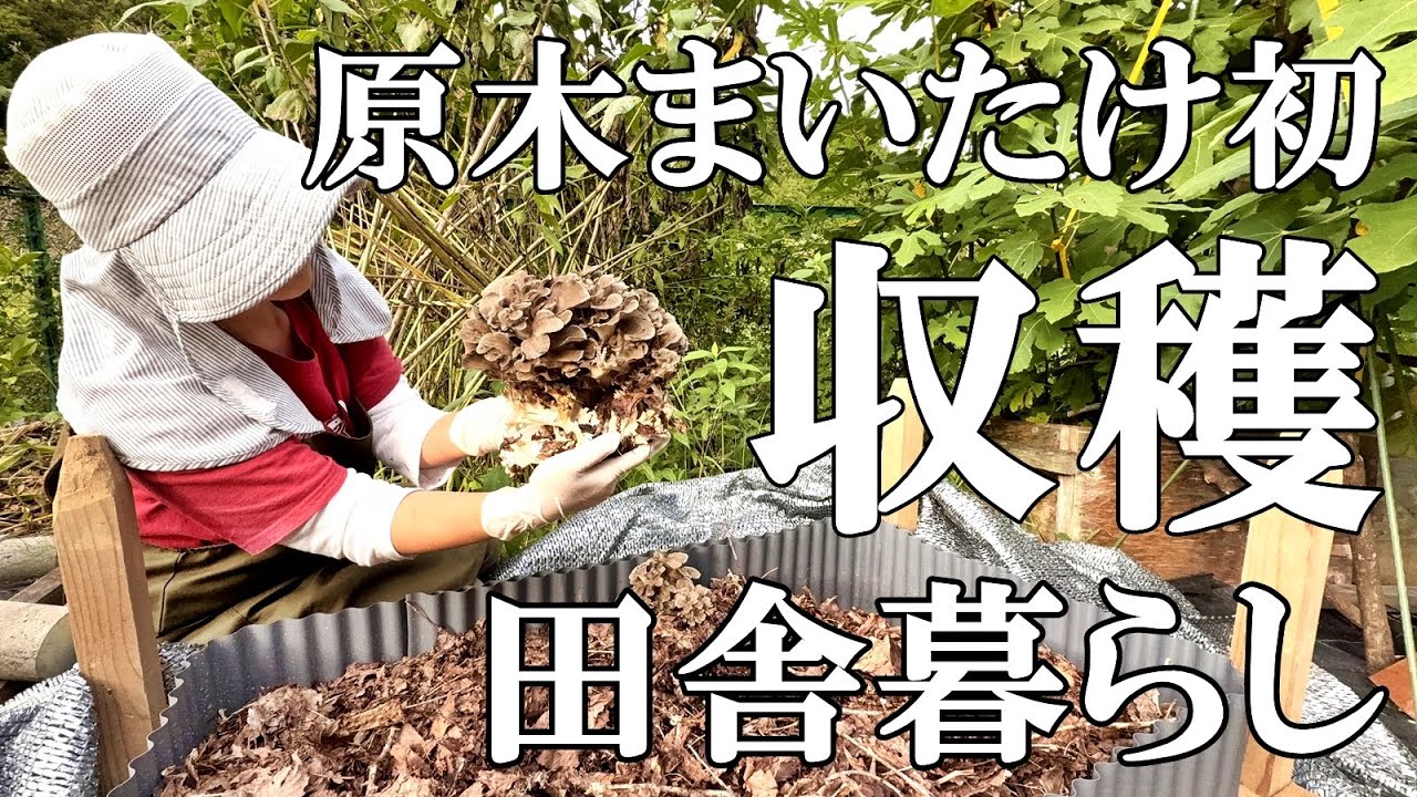 【キノコ栽培】原木マイタケ初収穫！ 森のレアきのこ 秋の味覚アケビ イチジク シイタケ  稲の病気  猫のイビキ  自然豊かな山奥暮らしの日々｜村暮らし｜移住｜料理【標高800mの田舎暮らし】