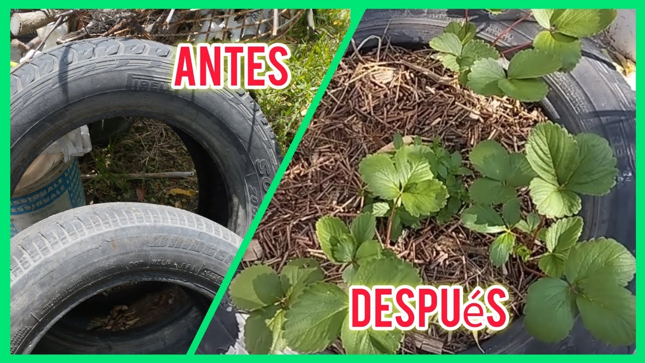 &iquest;Basura? No. Una maceta. Desperdicio cero. Y no gast&eacute; ni un peso. 
