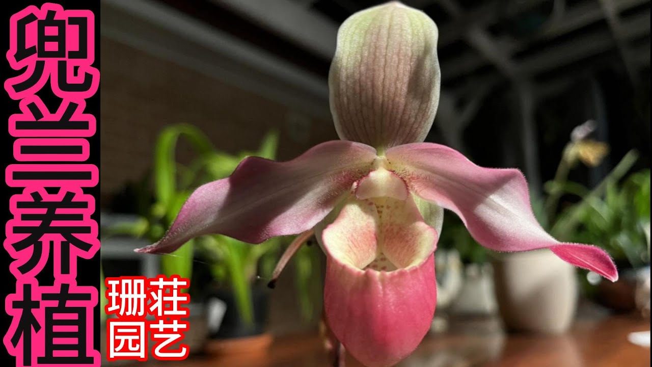 265期/6月24日 2兜兰养殖