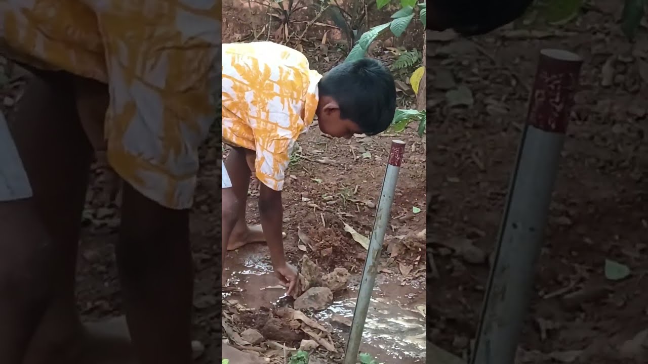 വീട്ടുമുറ്റത്തെ ചെടികൾ#ihavethisthingwithplants 