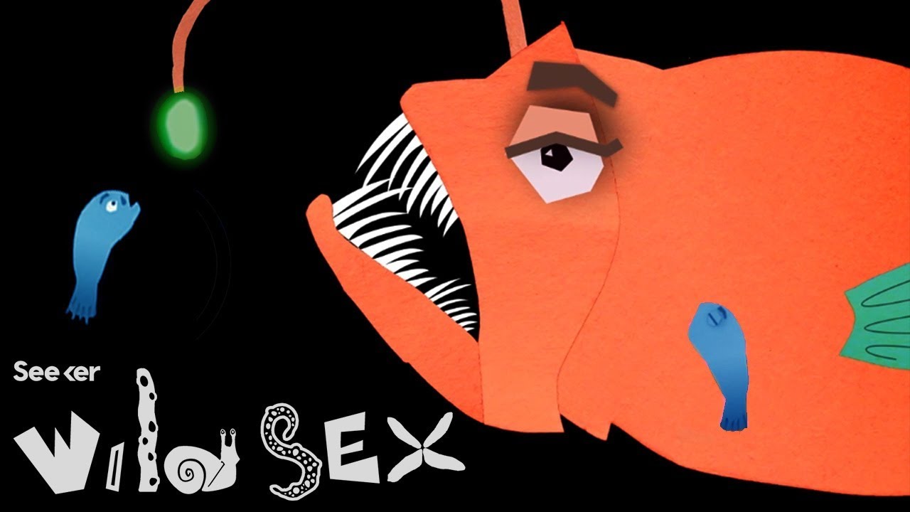 These Anglerfish Are Sexual Parasites That Die Without Their Lovers