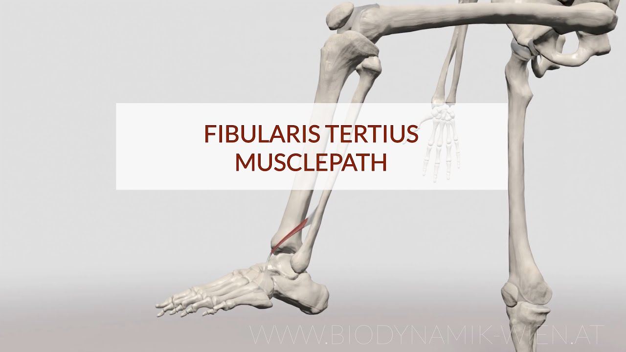Fibularis Tertius Musclepath (3D Animation)